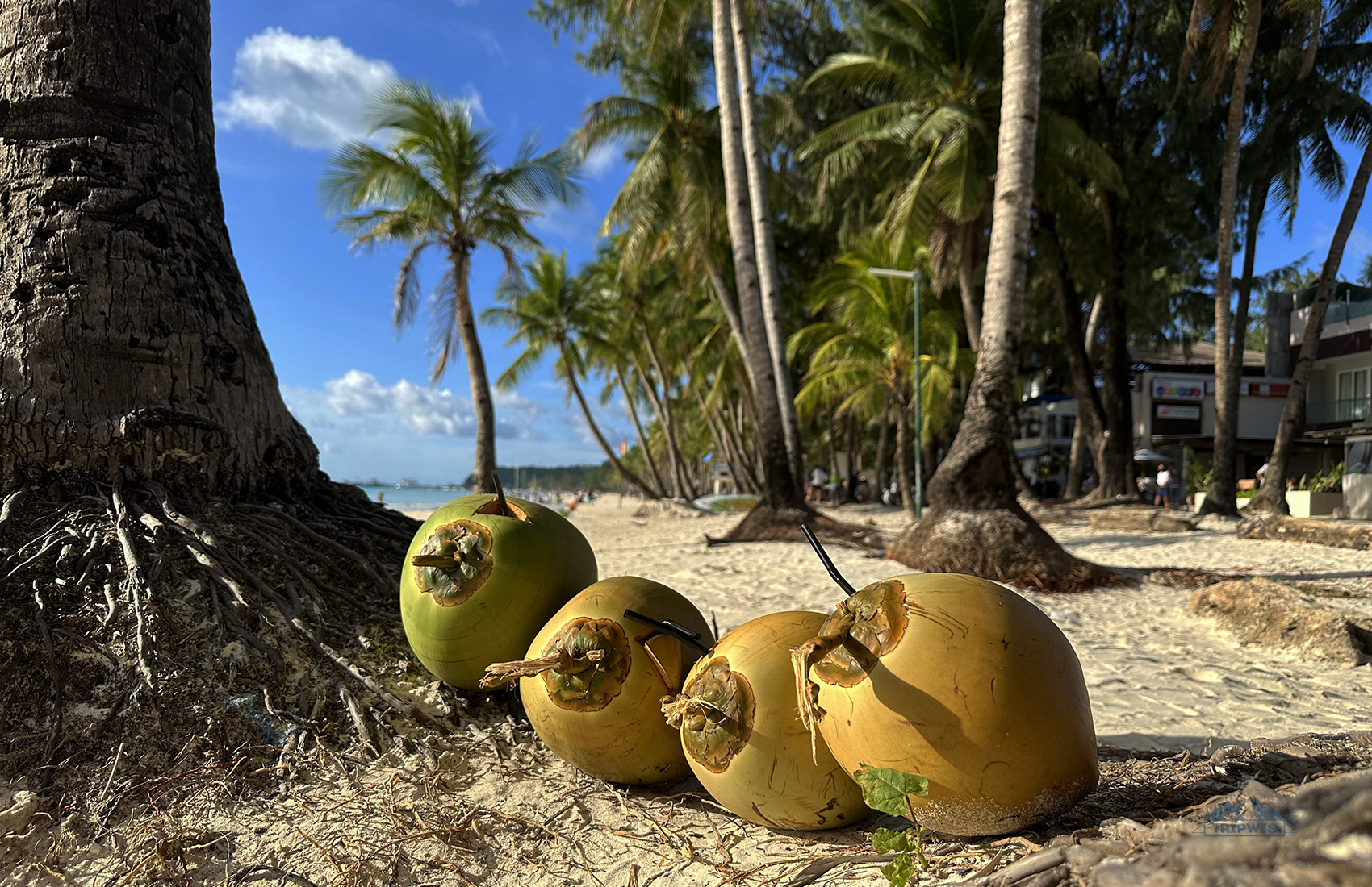 Coconuts on white beach