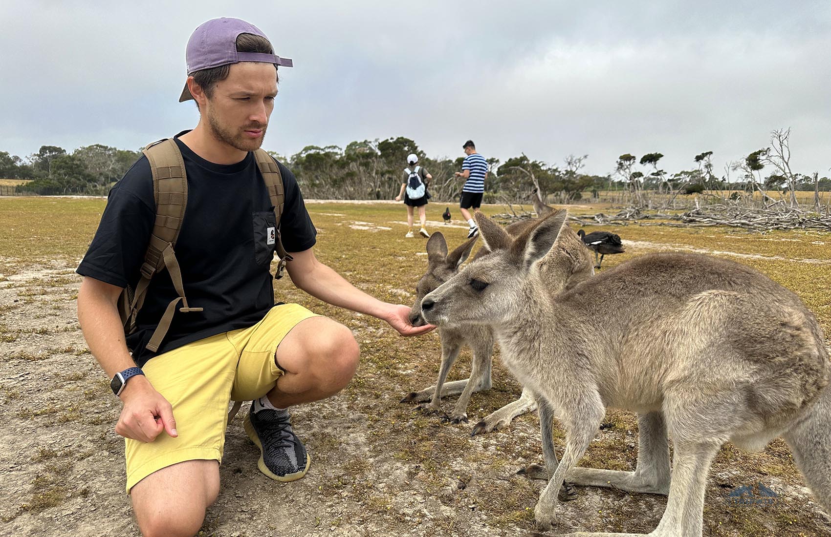 Feeding kangaroos in Australia