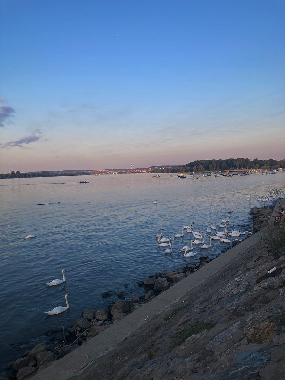 swans, waterfront