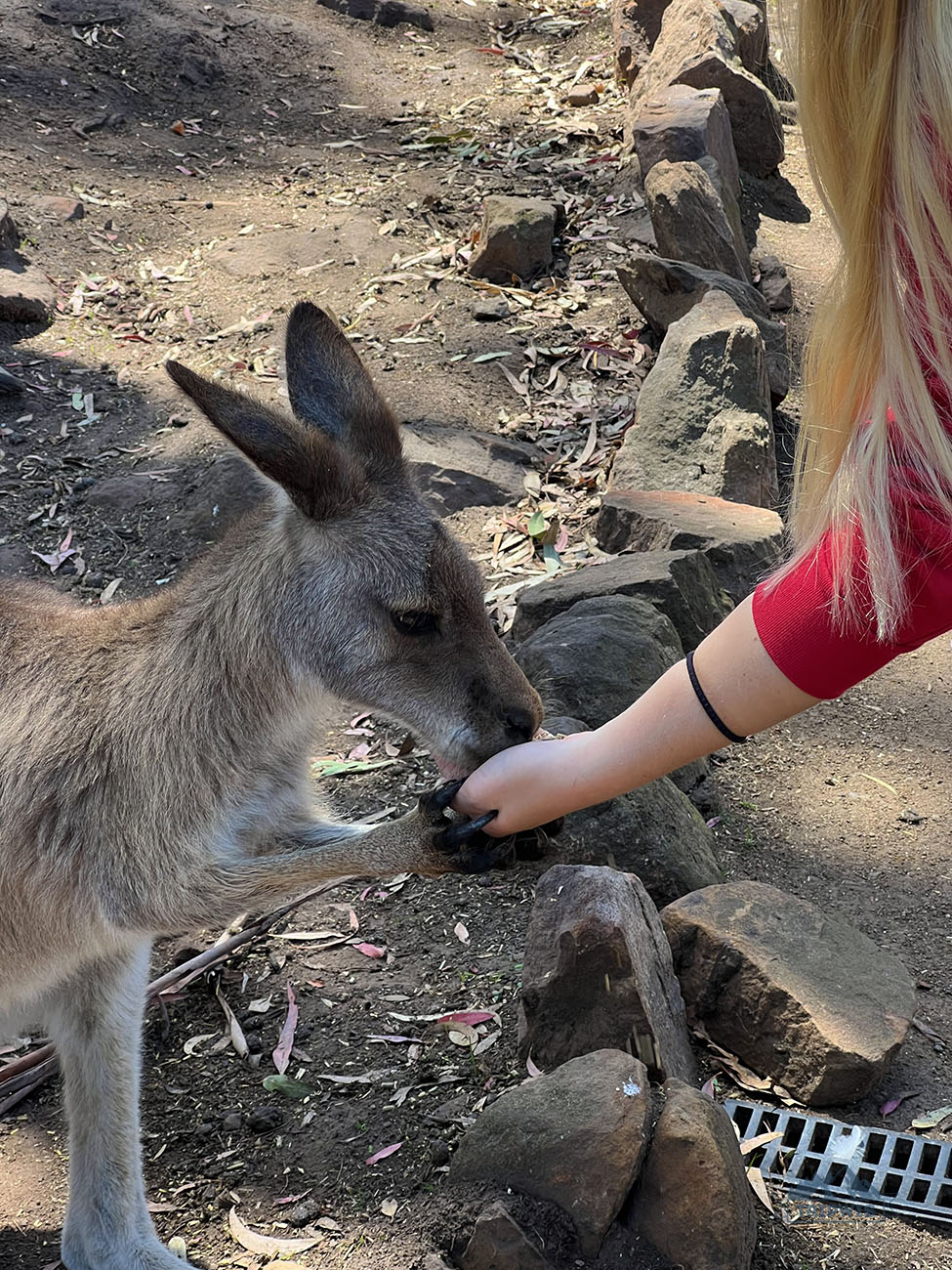 Wildlife Australia