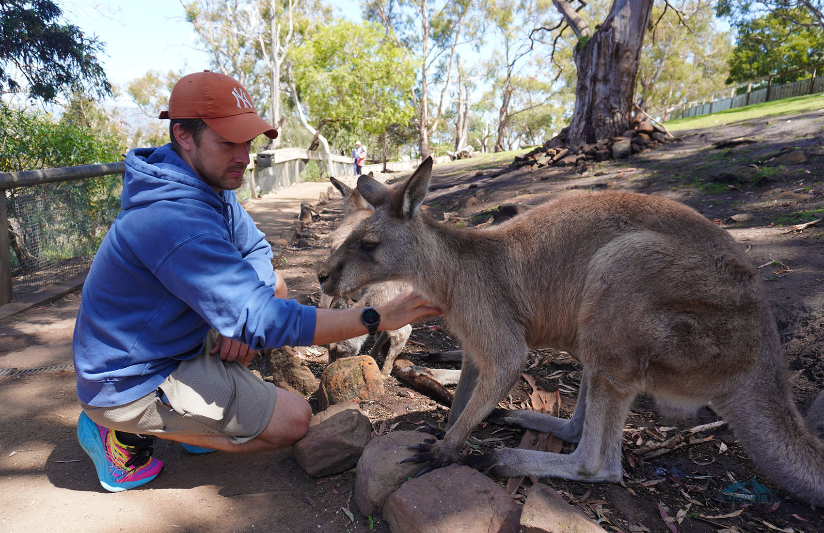 kangaroo in australia