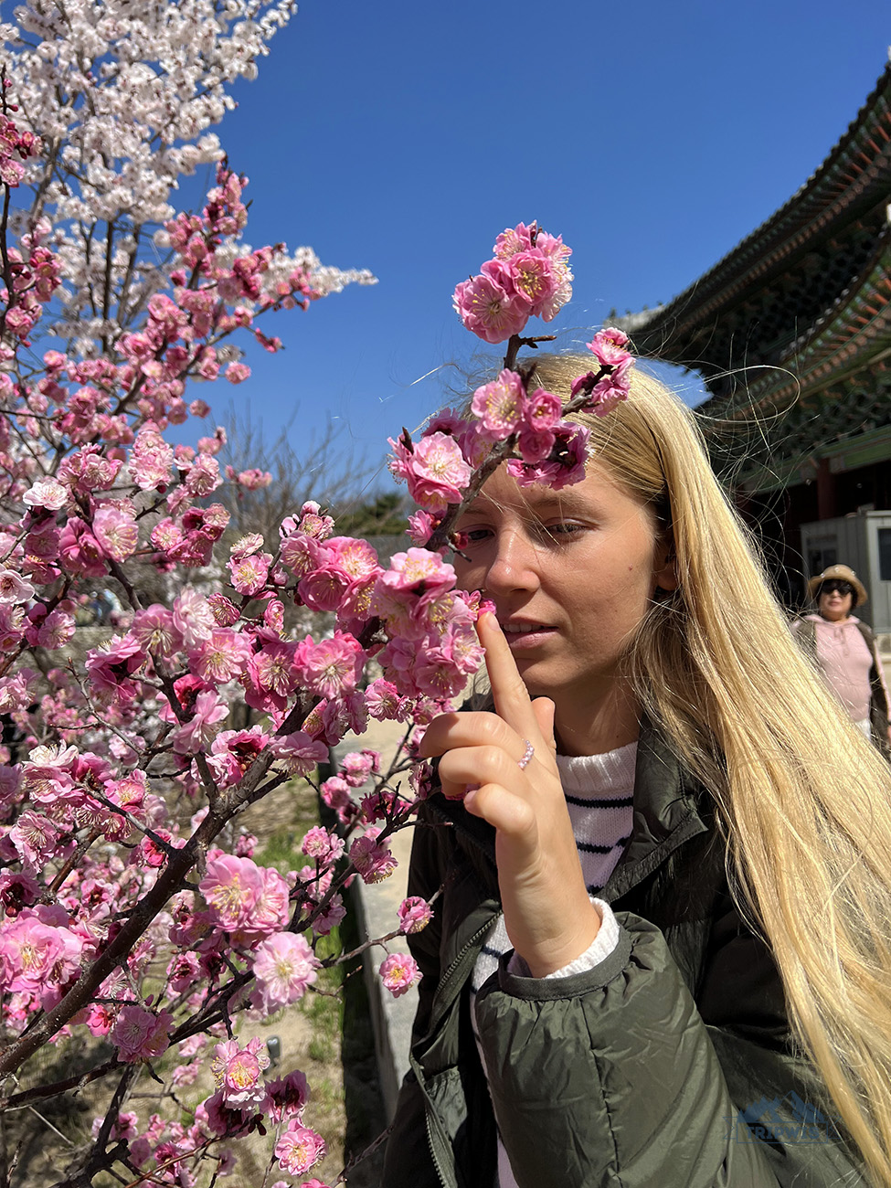 Seoul blossoms 2