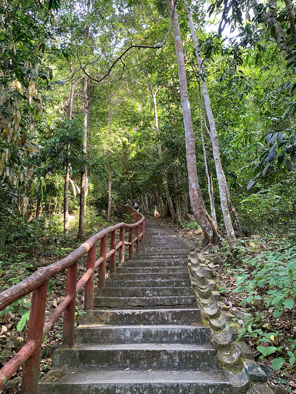 langkawi island jungle 2