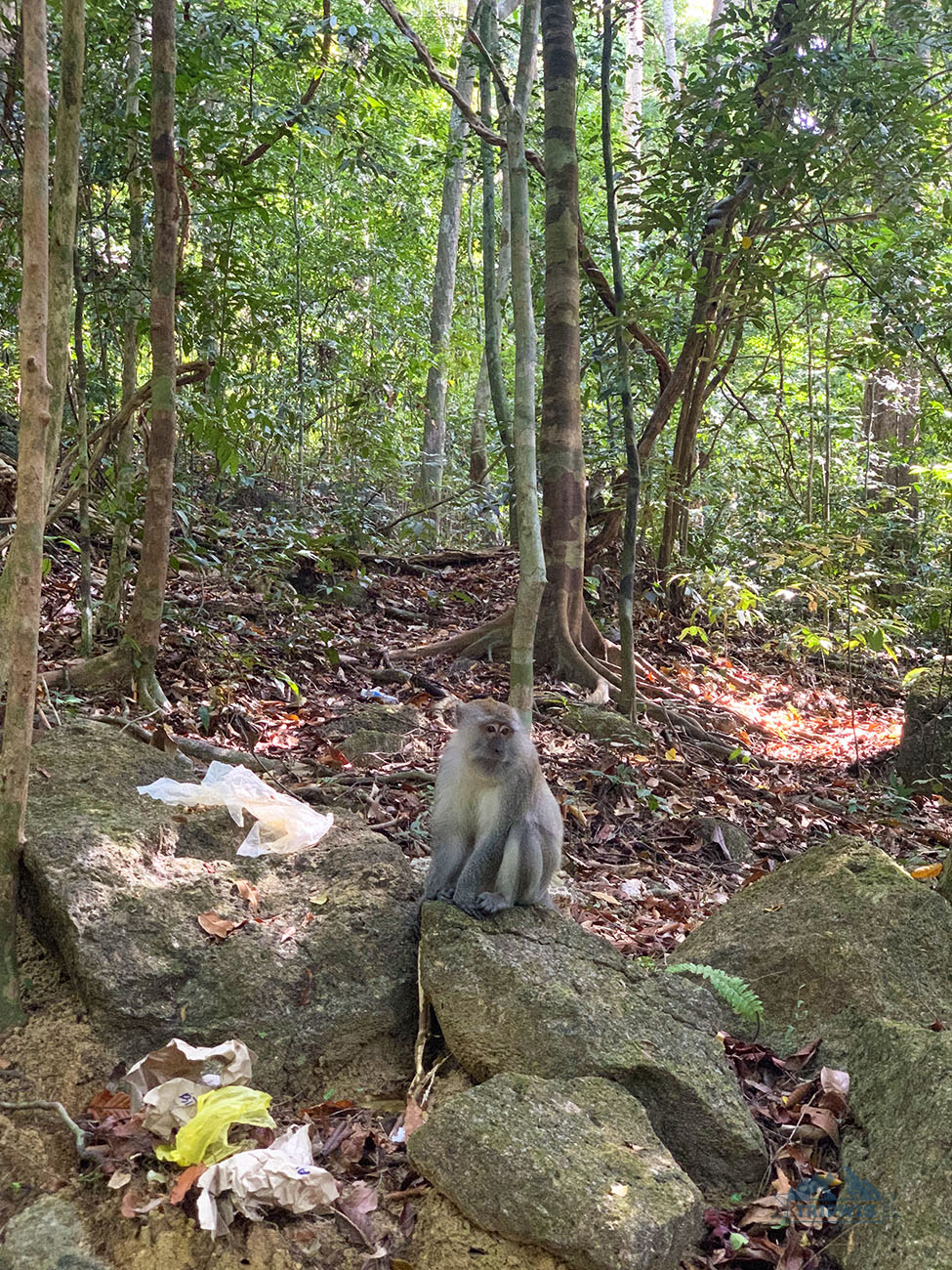 langkawi island jungle