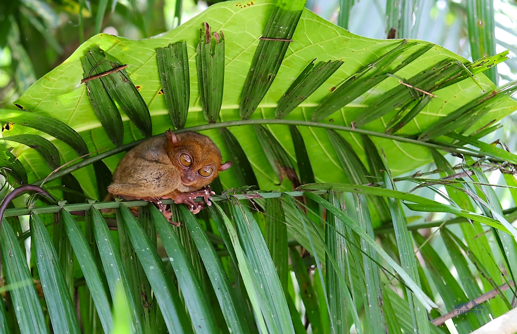 Philippine tarsier