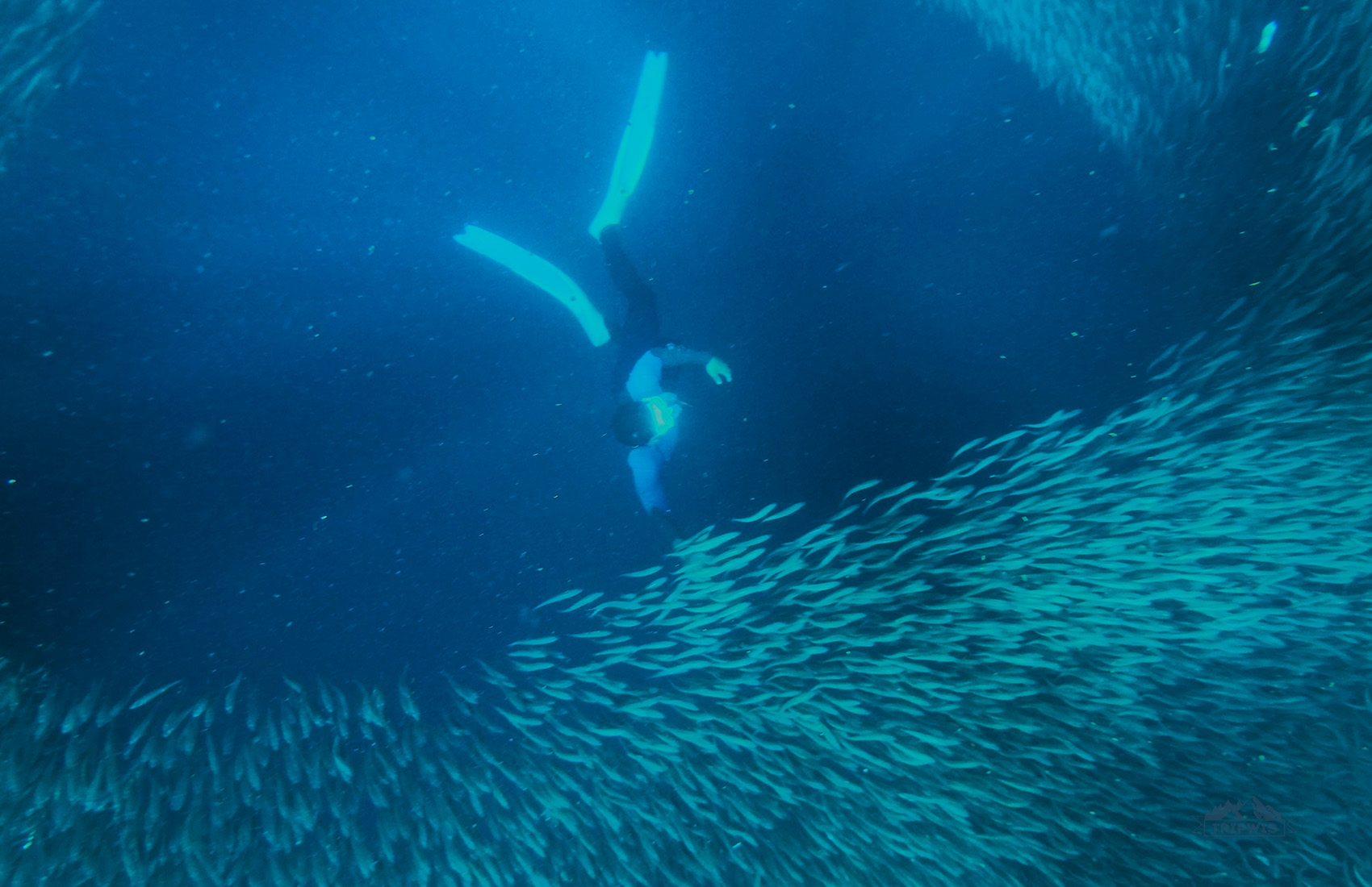 Sardine run Moalboal diving
