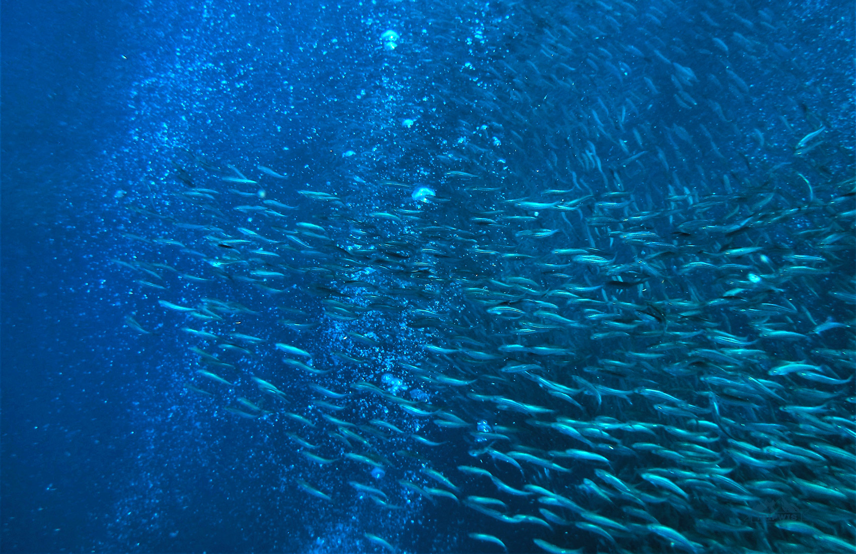 Sardine run Moalboal