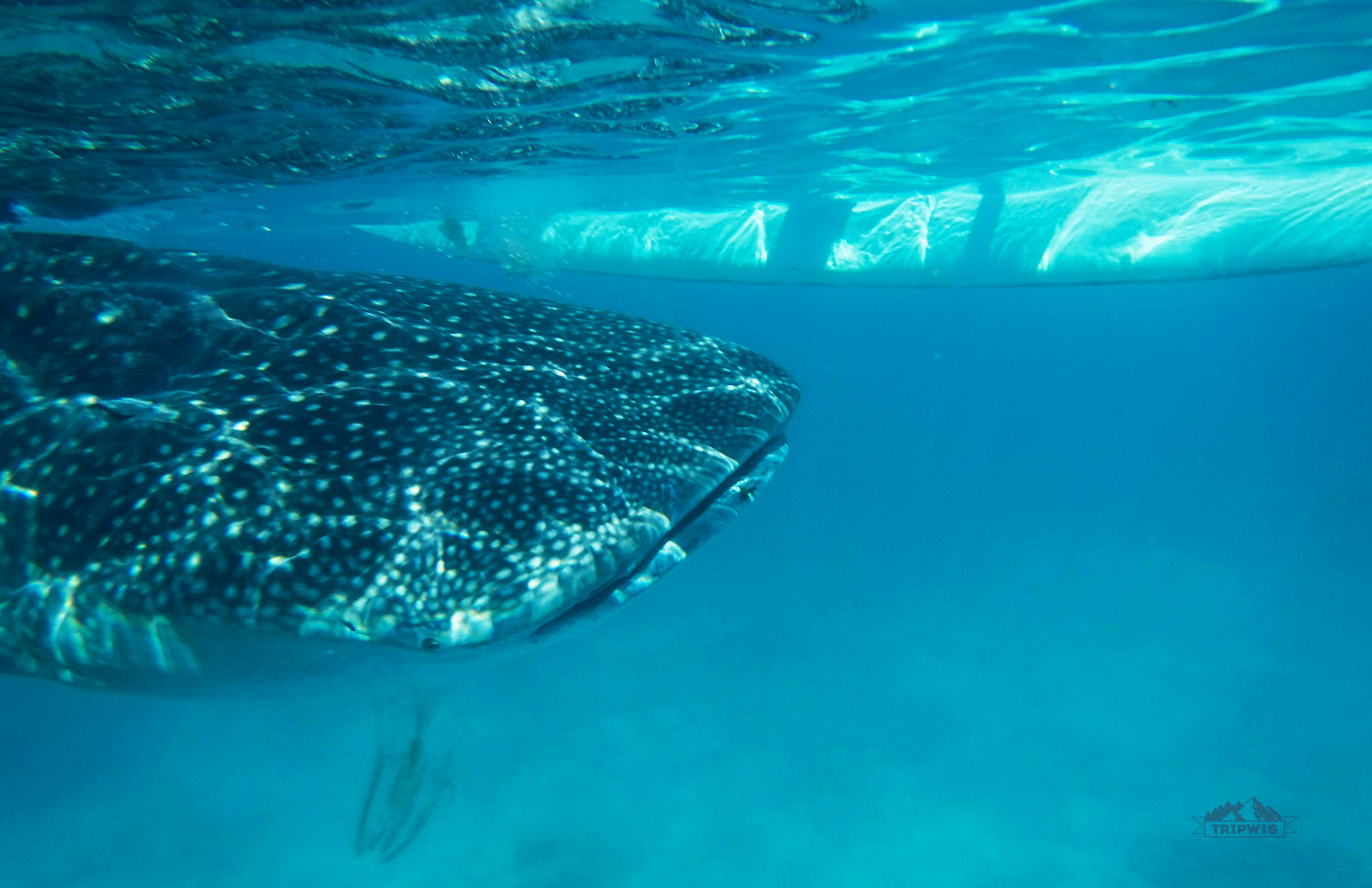 Whale sharks close to the boat