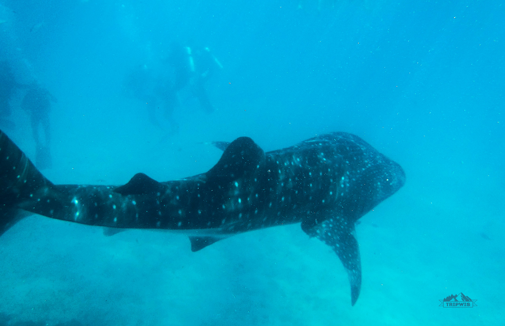 Whale sharks in Moalboal