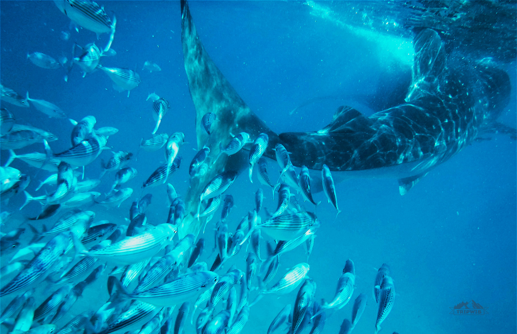 Whale sharks tail in Moalboalе