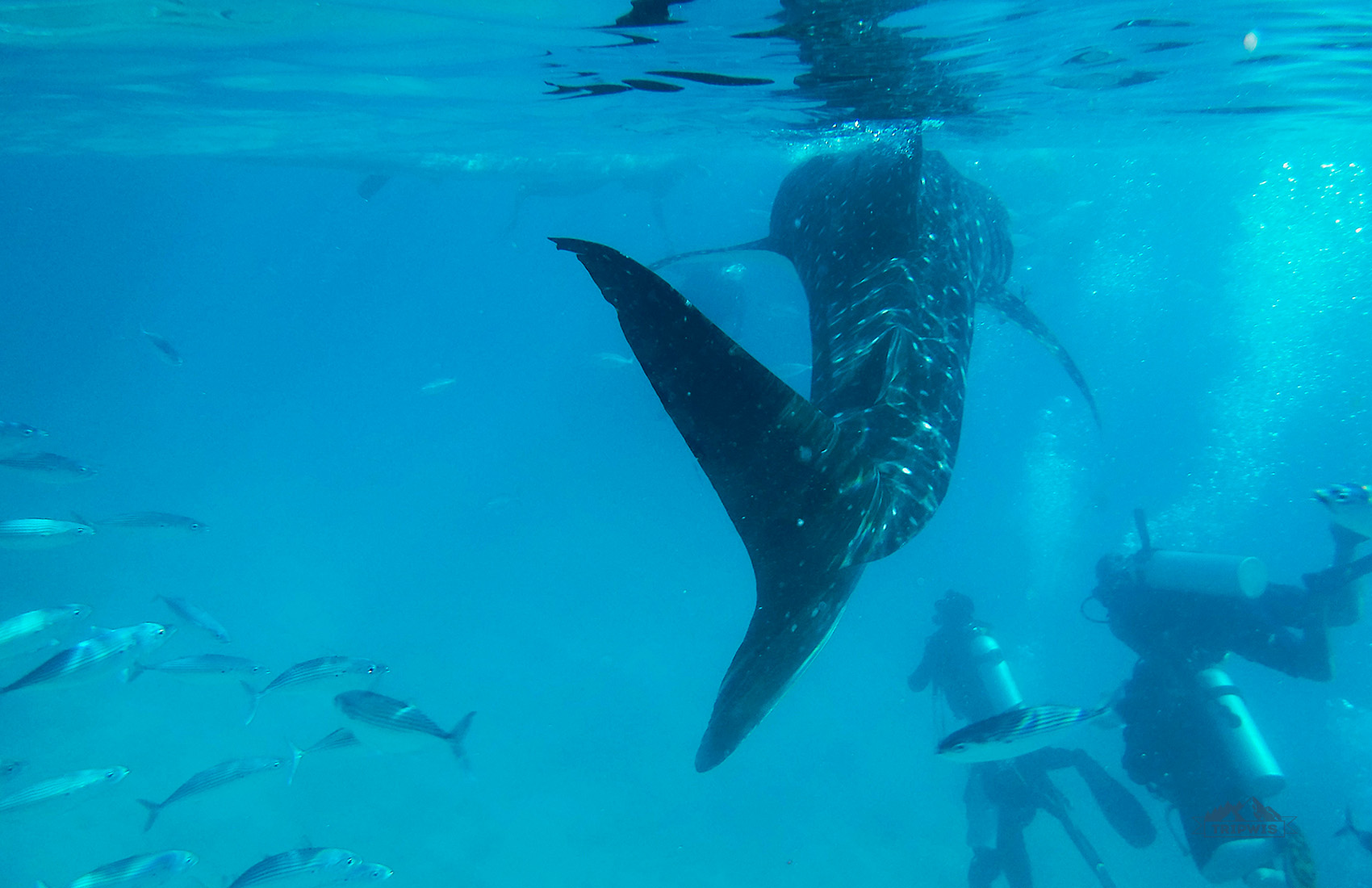 whale shark with people