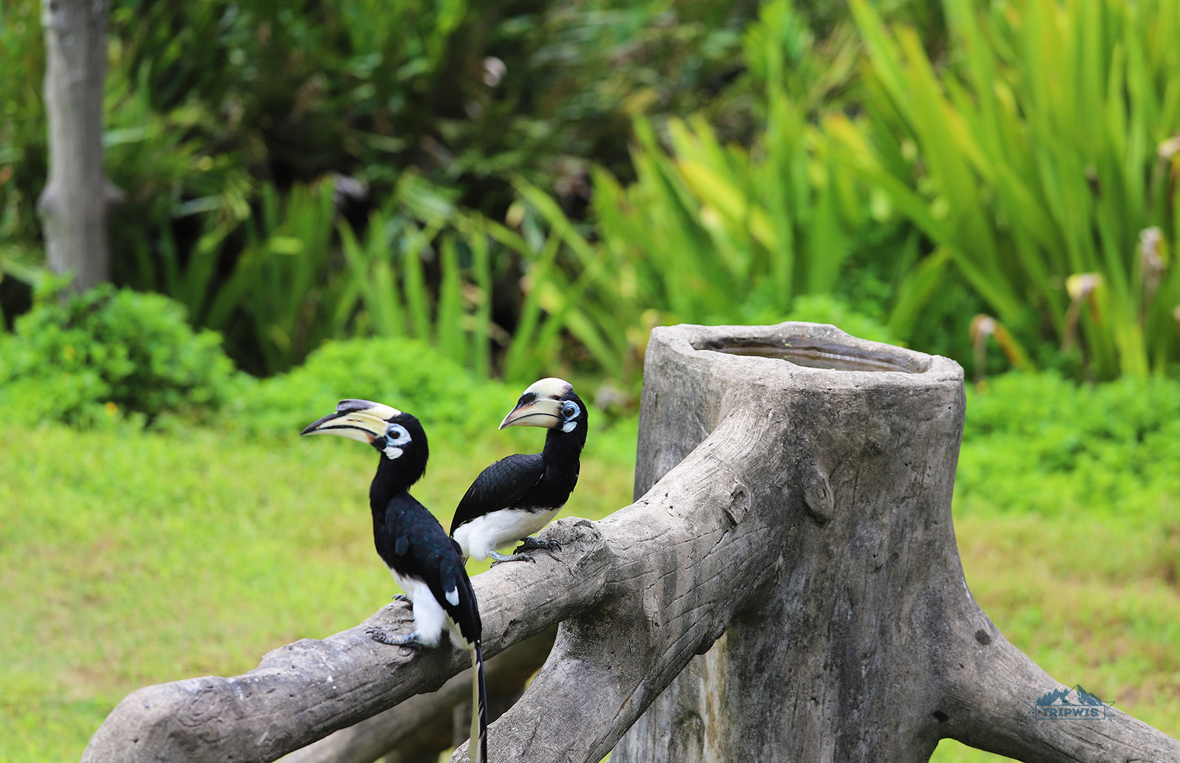 Kinabatangan Wildlife Sanctuary