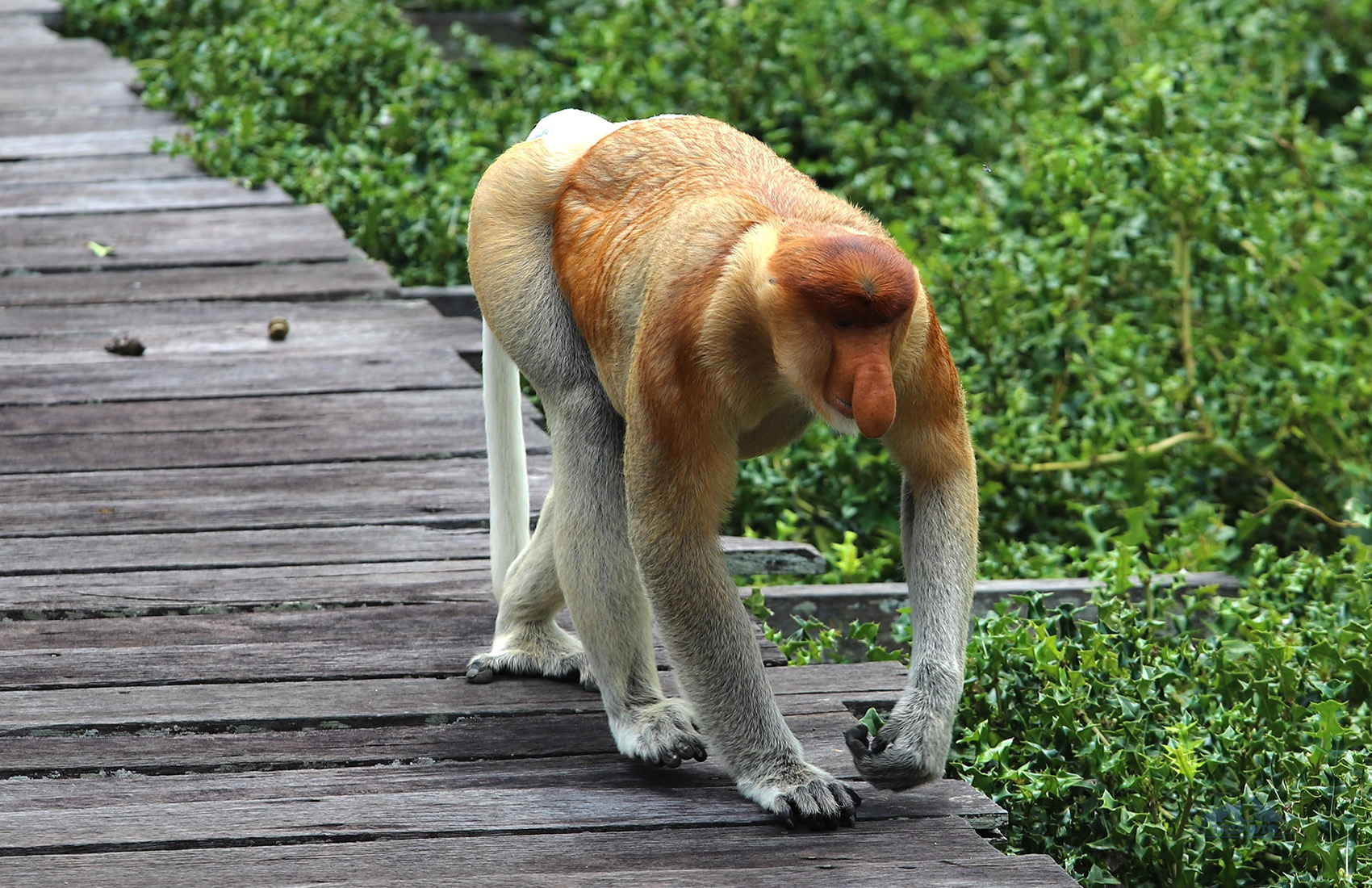Nasalis larvatus Borneo