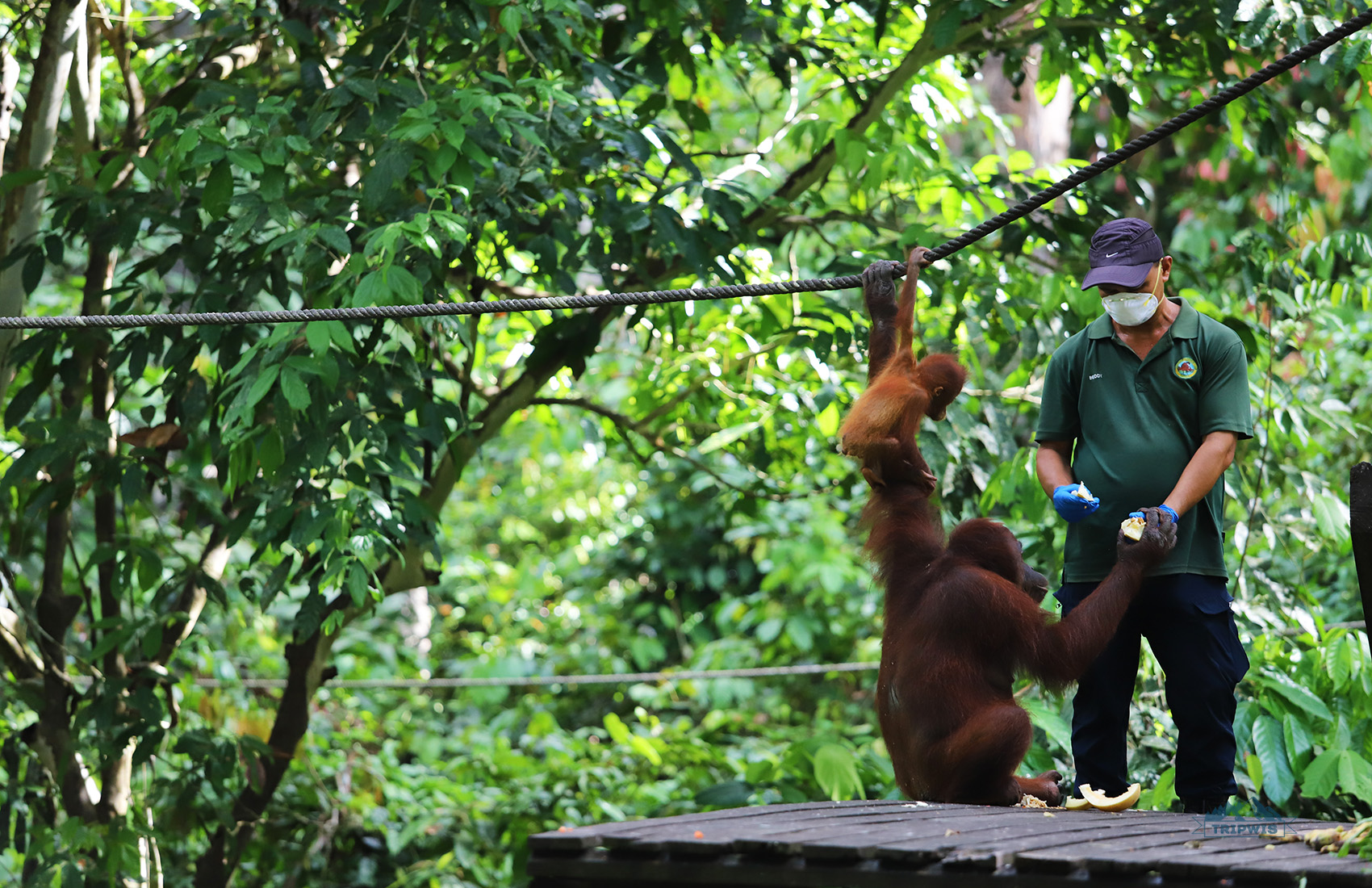 Orangutan Borneo