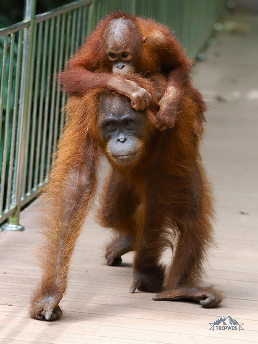 Sepilok Orangutan Rehabilitation 1
