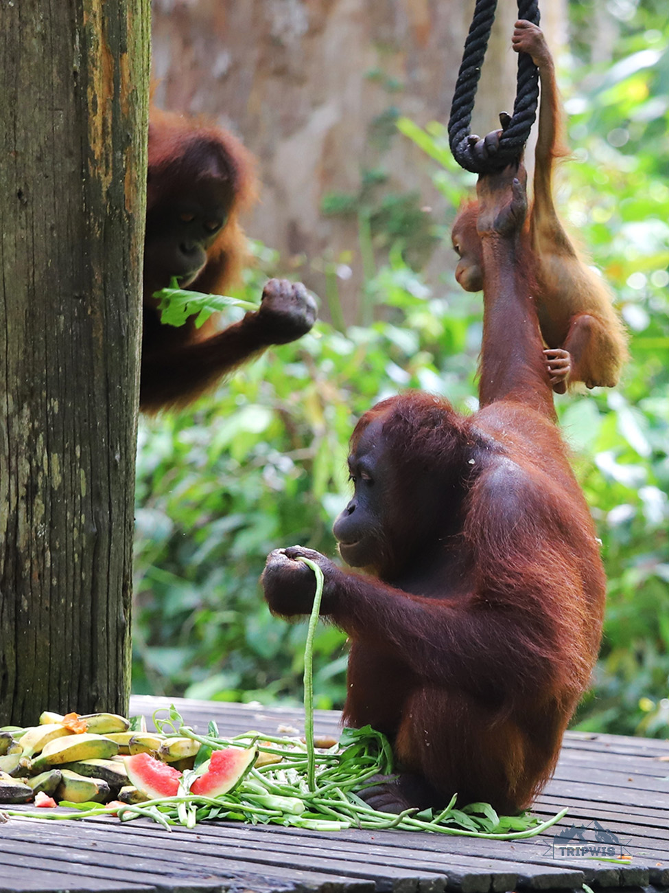 Sepilok Orangutan Rehabilitation 2