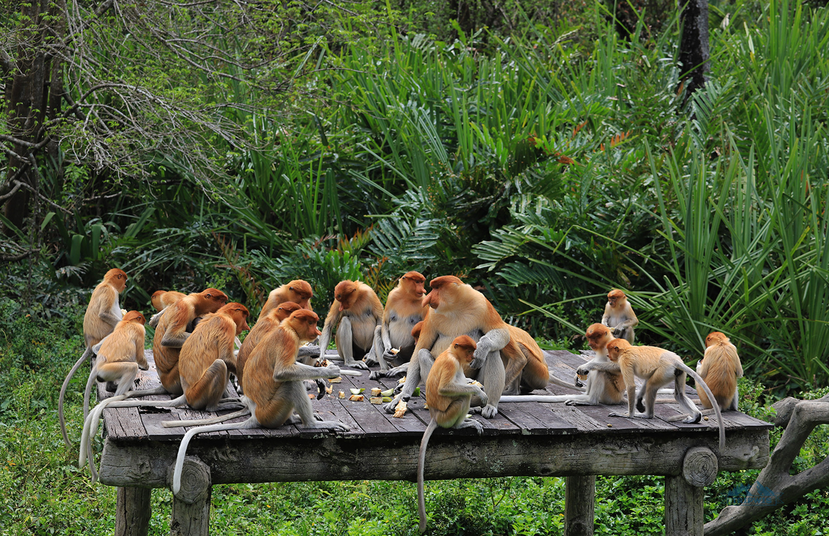 proboscis monkey Borneo