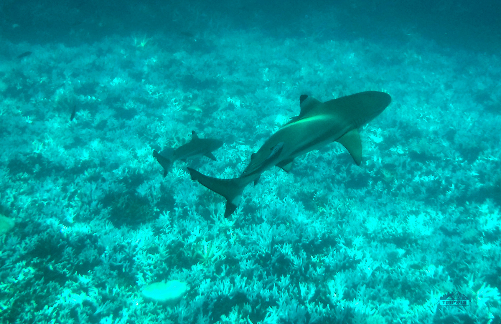 Shark point, Perhentian Besar, Malaysia
