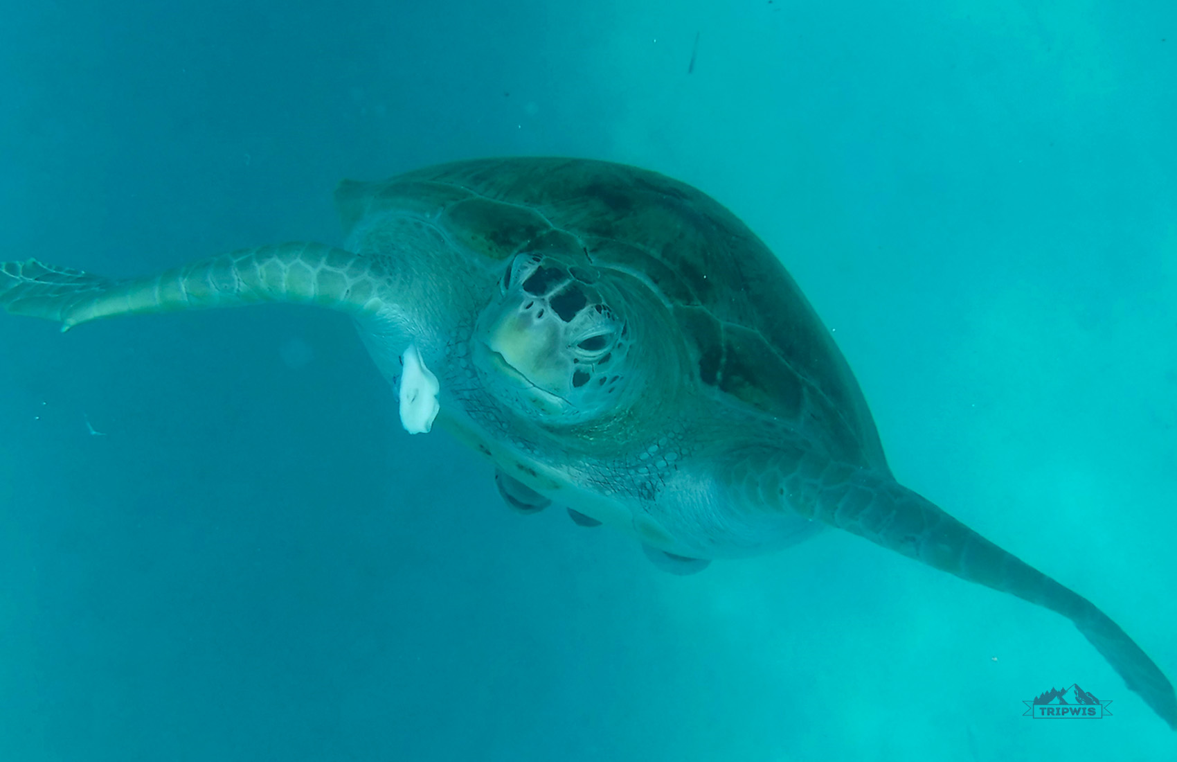 turtle Perhentian islands