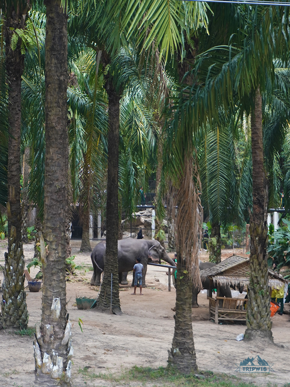 Elephant Sanctuary Krabi 2
