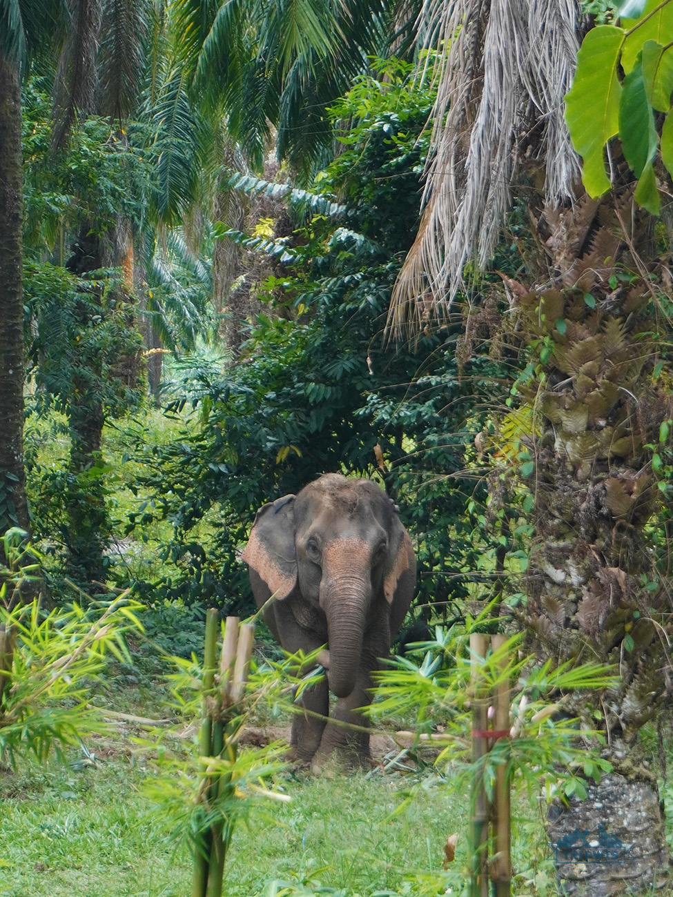 Elephant Sanctuary Krabi