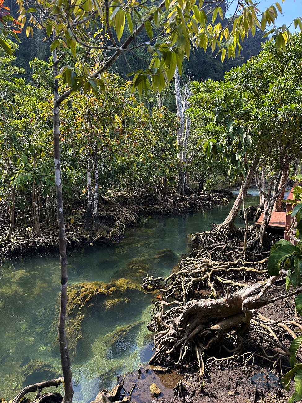 Thapom Klong Song Nam Nature Trail 2