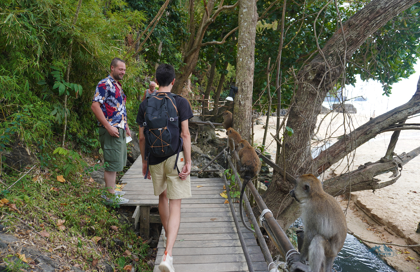 Walk the Monkey Trail Krabi