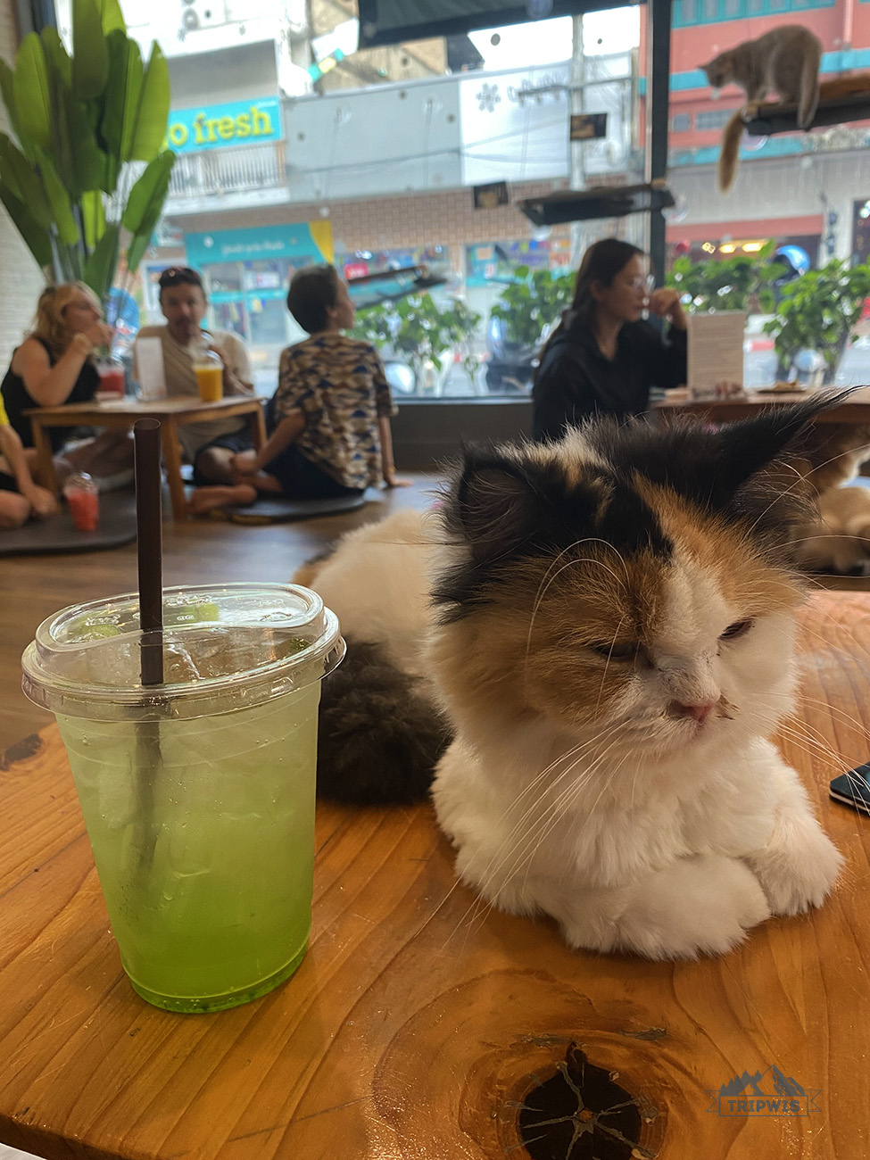 chiang rai cat cafe