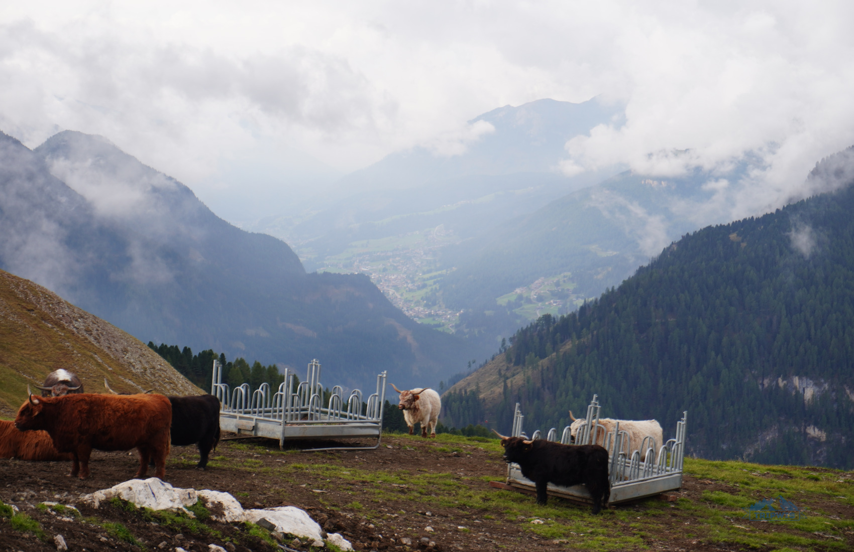 the Dolomites view
