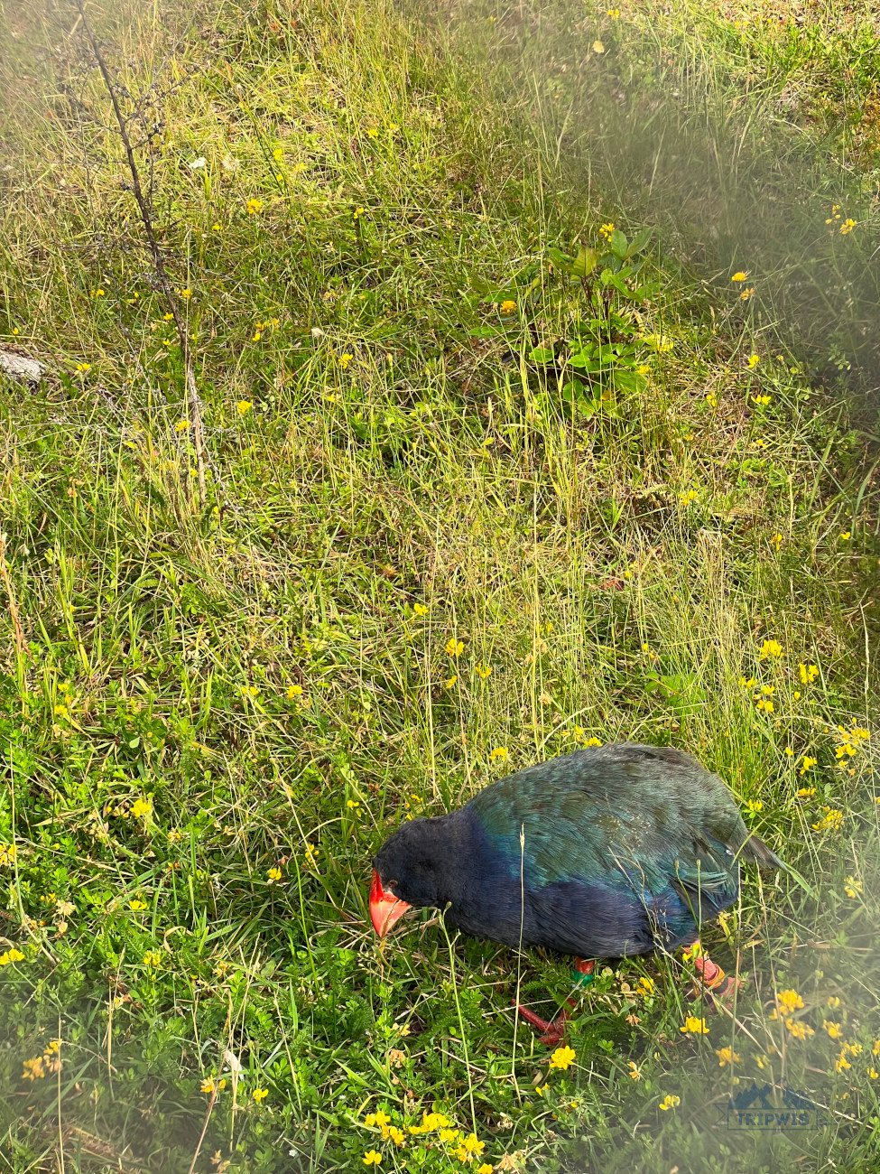 Te Anau bird sanctuary