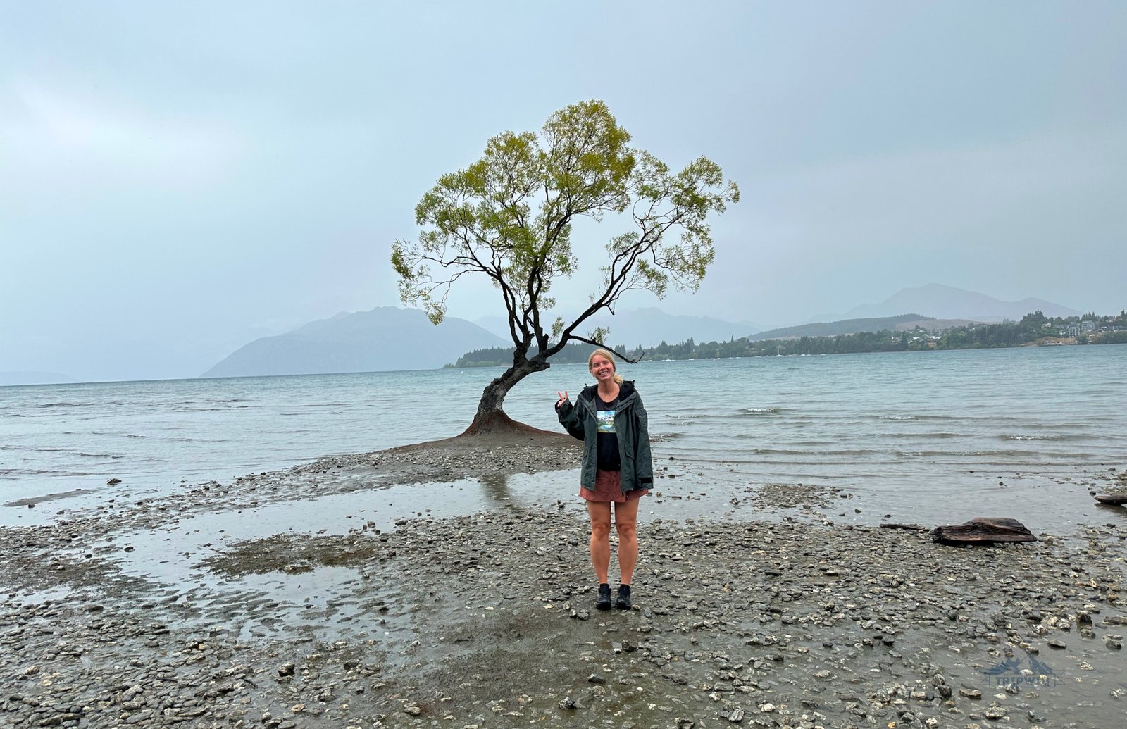 Wanaka tree